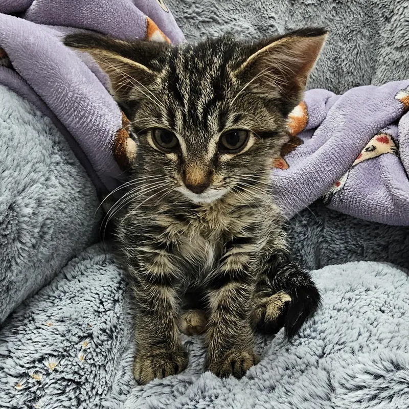 A baby medium-sized female Tabby (Brown / Chocolate) Domestic Short Hair cat named Miss Independence for adoption in Toledo, OH