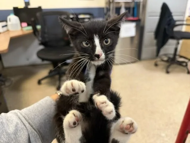 A baby small-sized male Domestic Short Hair cat named Snuggles for adoption in Miami, FL