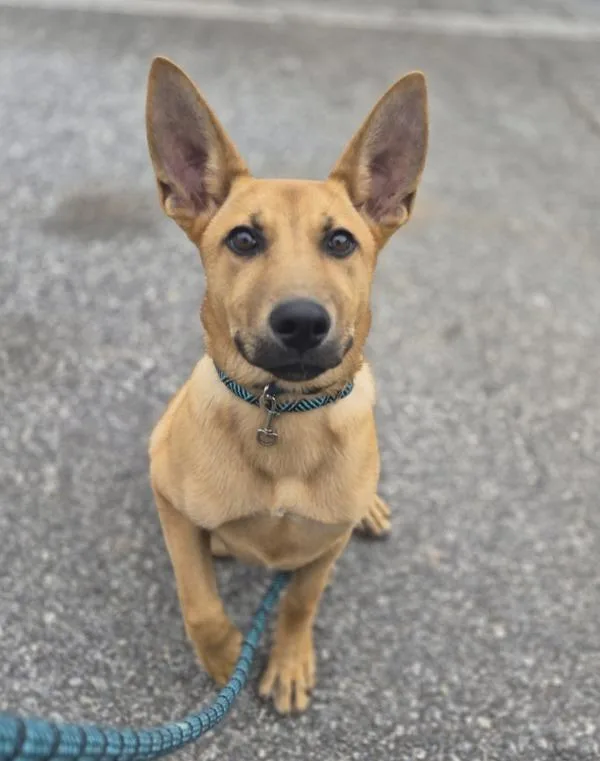 A baby small-sized male German Shepherd Dog dog named Pen  Tiger for adoption in Lawrenceville, GA