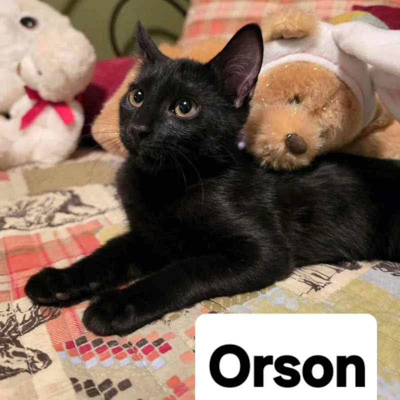 A baby medium-sized male Black Domestic Short Hair cat named Orson...your Future FeatherWand Superstar for adoption in Murfreesboro, TN