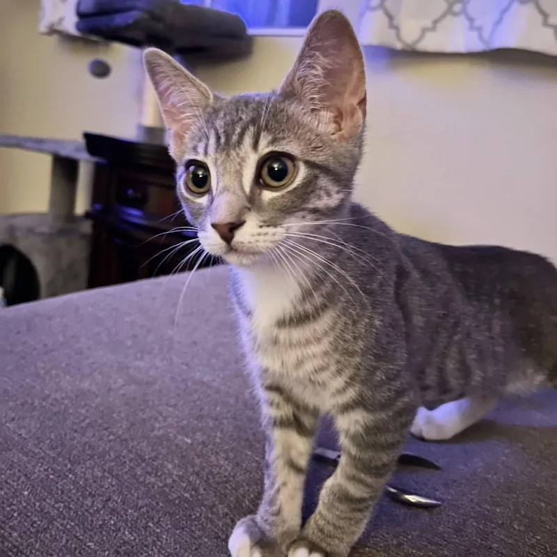 A baby medium-sized female Gray / Blue / Silver Domestic Short Hair cat named Sadie for adoption in Irvine, CA
