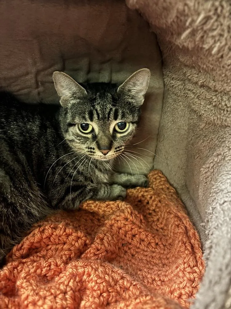 A young medium-sized female Tabby (Brown / Chocolate) Domestic Short Hair cat named Jennie for adoption in Westwood, NJ