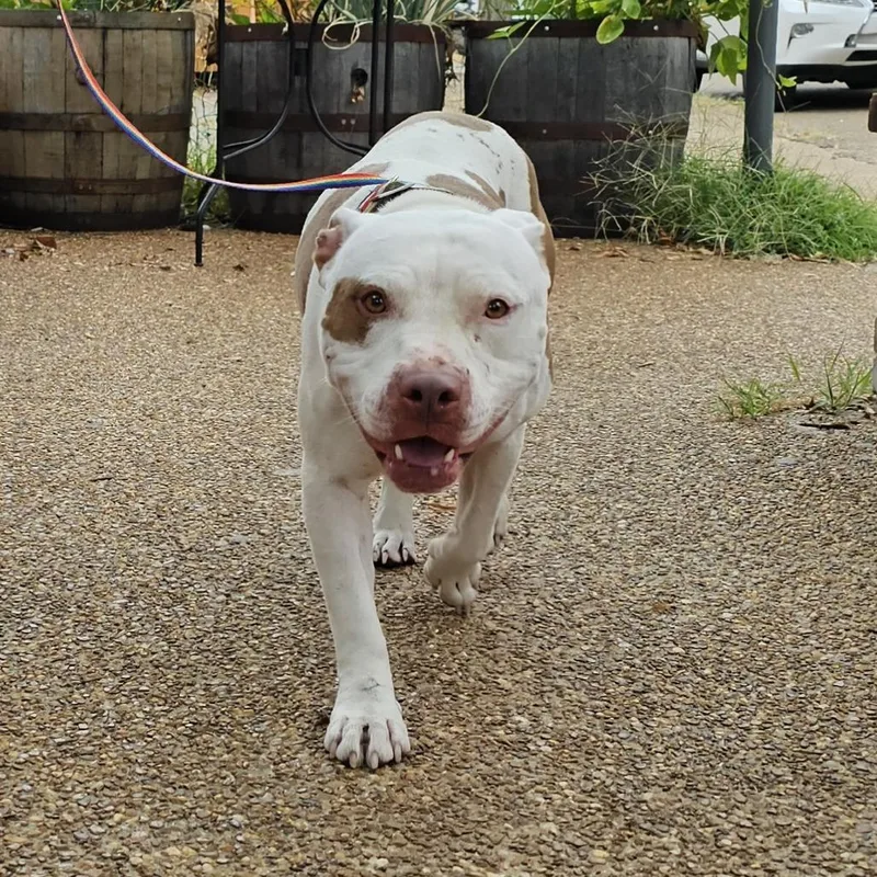 An adult medium-sized male American Staffordshire Terrier dog named Chunk for adoption in Memphis, TN
