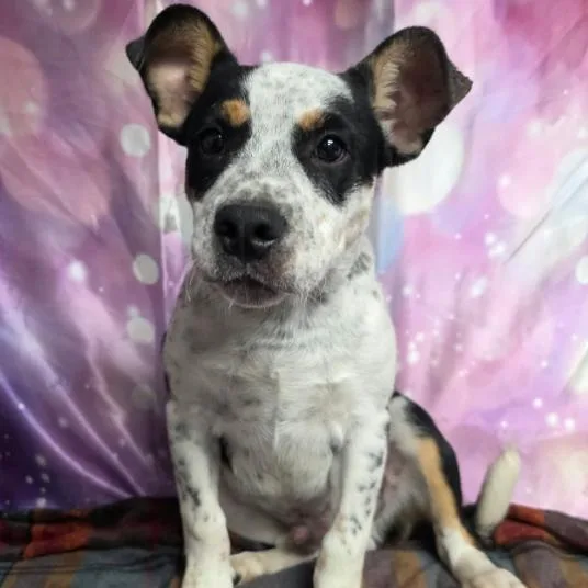 A baby small-sized male Black Australian Cattle Dog / Blue Heeler named Gojo for adoption in Fort Collins, CO