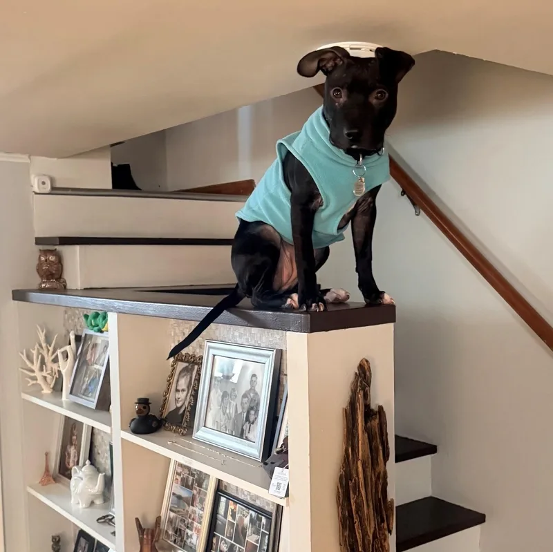 A young medium-sized female Black Pit Bull Terrier dog named Poppy for adoption in Columbus, OH