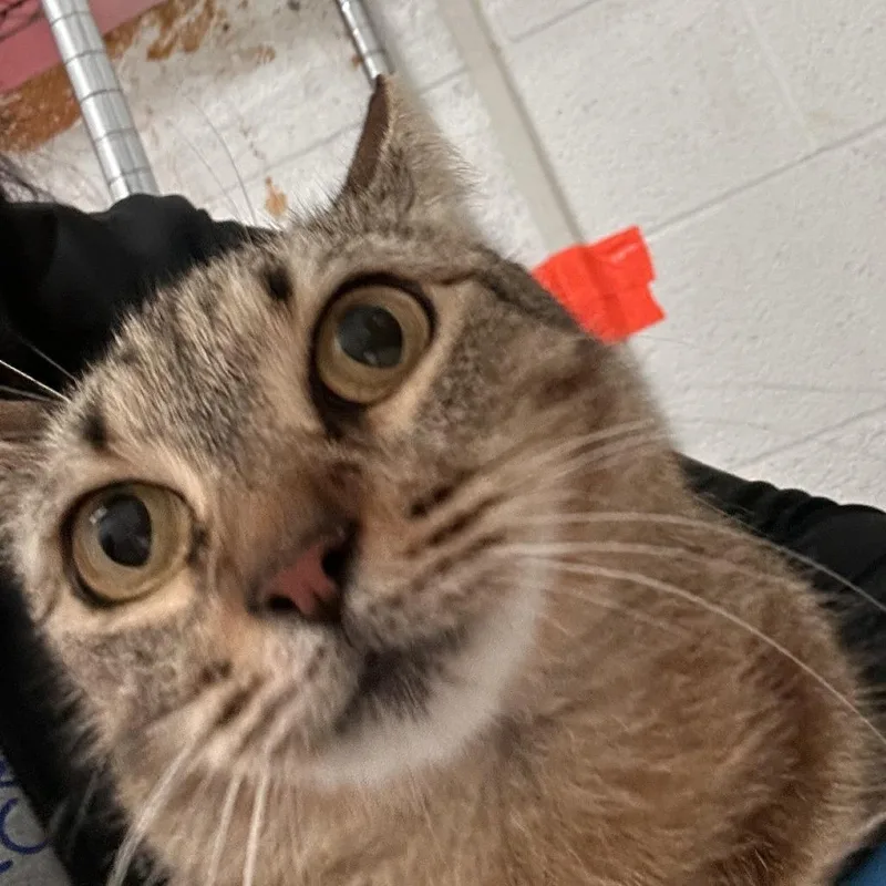 An adult medium-sized female Gray / Blue / Silver American Shorthair cat named Blissa for adoption in Edinburg, TX