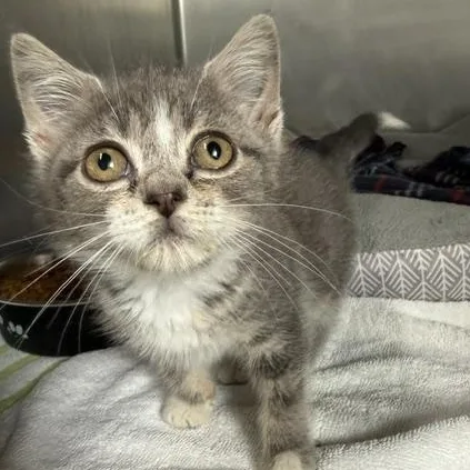 A baby medium-sized female Gray & White Domestic Short Hair cat named Dymond for adoption in Honesdale, PA