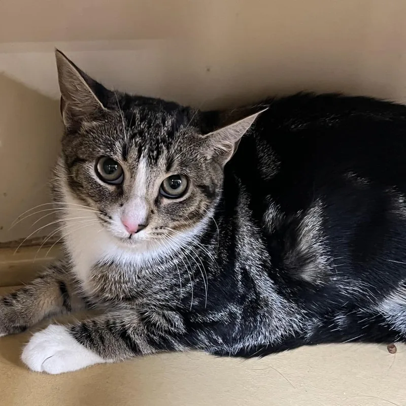 A baby small-sized female Domestic Short Hair cat named Brandy for adoption in Oceanside, NY