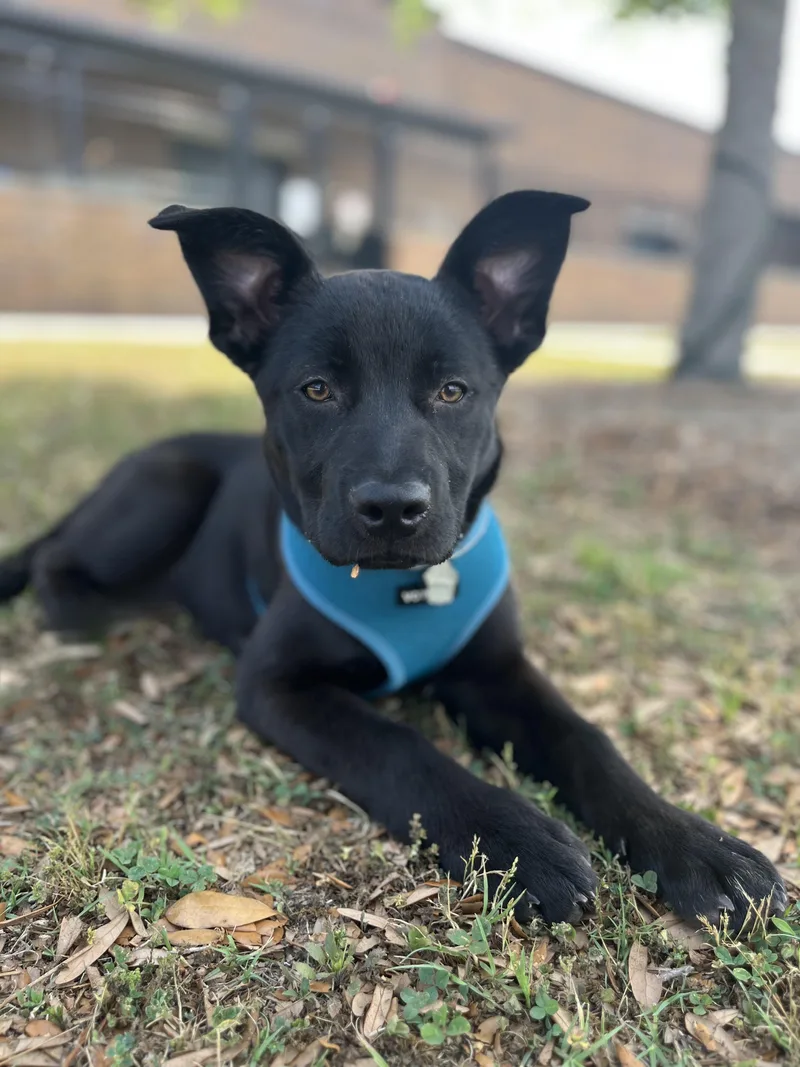 A young medium-sized female Black Labrador Retriever dog named Eleanor for adoption in Mount Pleasant, SC