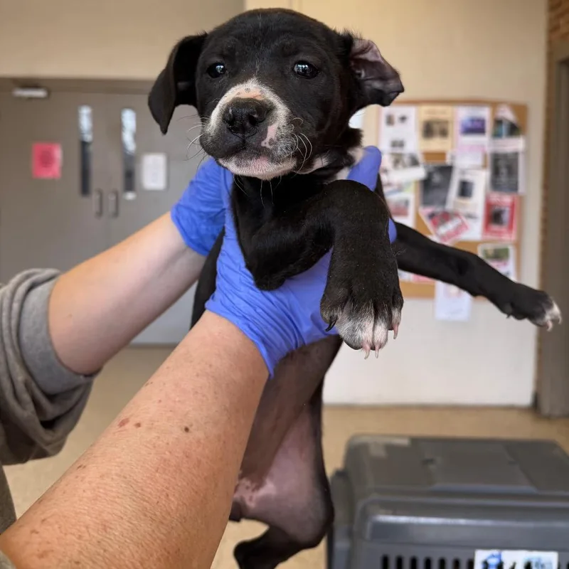 A baby small-sized female Black Pit Bull Terrier dog named Patsy for adoption in Birmingham, AL