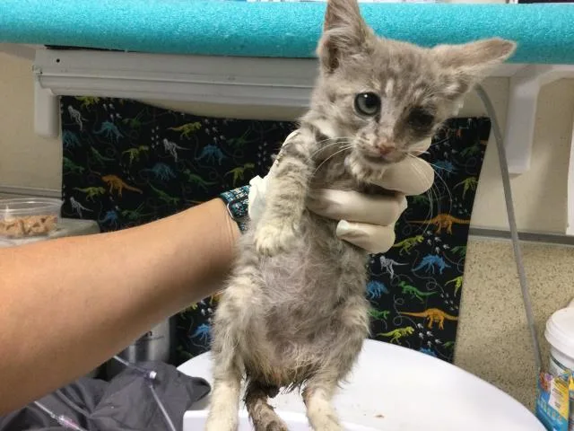 A baby small-sized male Domestic Short Hair cat named Groot for adoption in Riverside, CA
