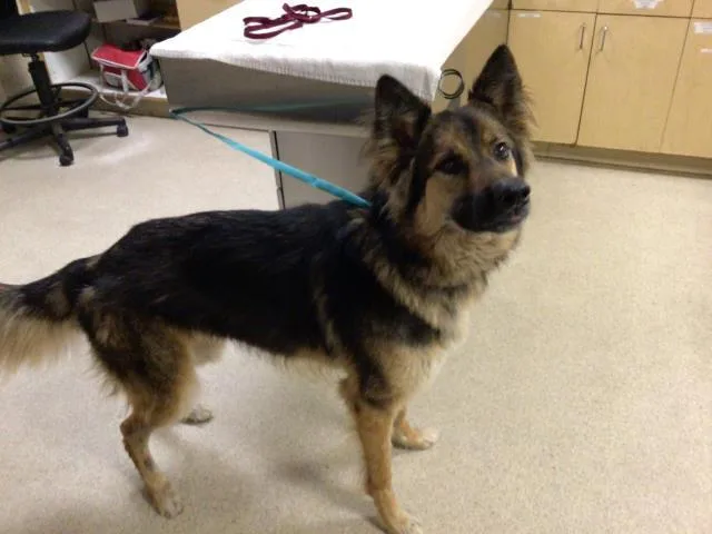An adult large-sized male German Shepherd Dog dog named Mr. Postman for adoption in Riverside, CA