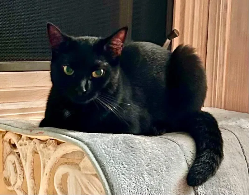 A baby medium-sized female Black Domestic Short Hair cat named Jax for adoption in Staten Island, NY