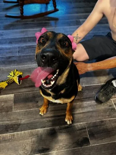 A young large-sized female German Shepherd Dog dog named Ladybug for adoption in Liverpool, TX