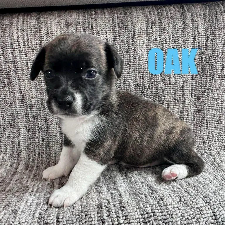 A baby small-sized male Chihuahua dog named Oak for adoption in Hillsborough , NC