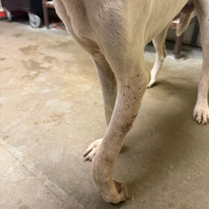 An adult medium-sized male White / Cream Labrador Retriever dog named Duke for adoption in Bryan, TX