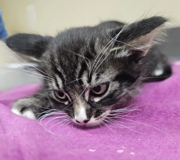 A baby small-sized female Domestic Short Hair cat named Chalupa for adoption in Kennewick, WA