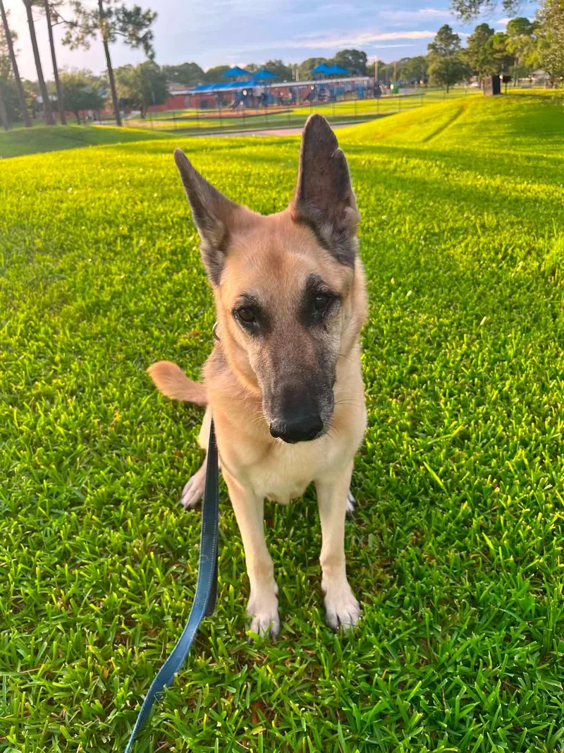 An adult large-sized female German Shepherd Dog dog named Heidi Gs for adoption in Allen, TX