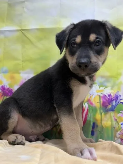 A young small-sized male Shepherd dog named Rico for adoption in San Antonio, TX
