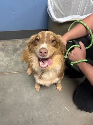A young medium-sized female Australian Shepherd dog named Sydney $ for adoption in Seneca, SC