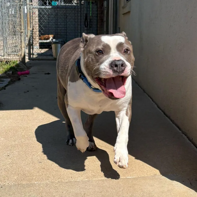 An adult medium-sized female Gray / Blue / Silver Pit Bull Terrier dog named Oaks for adoption in Louisville, KY