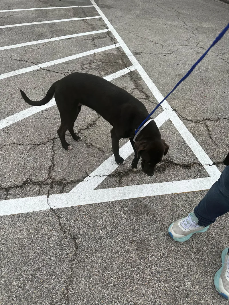A young medium-sized female Labrador Retriever dog named Jenni for adoption in Houston, TX