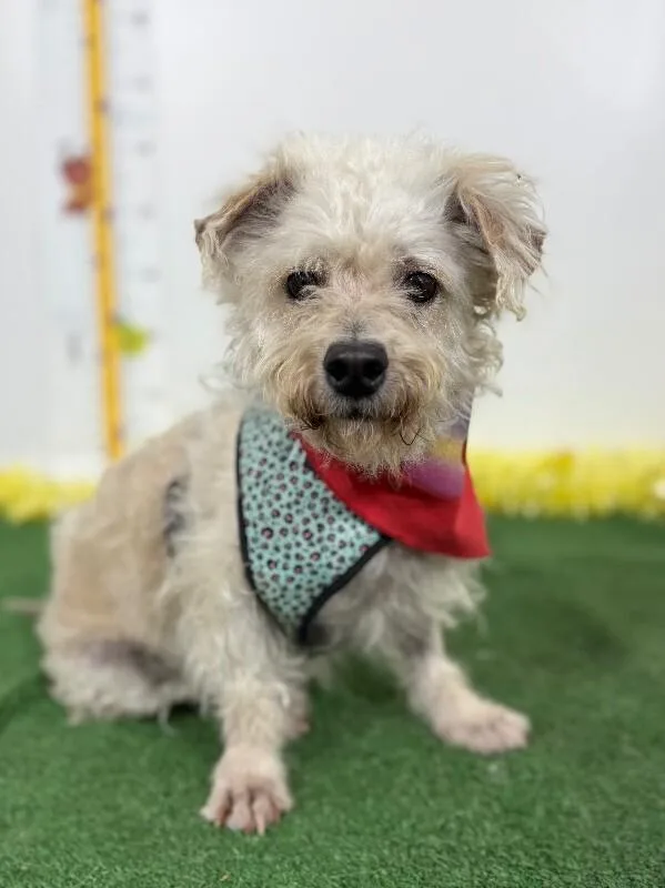 A young small-sized male White / Cream Schnoodle dog named Sparky for adoption in Carlsbad, CA