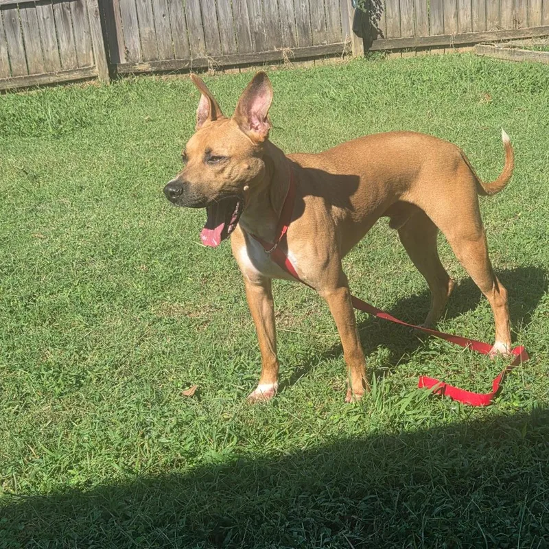 An adult medium-sized male Yellow / Tan / Blond / Fawn Pit Bull Terrier dog named Billy for adoption in Starkville, MS