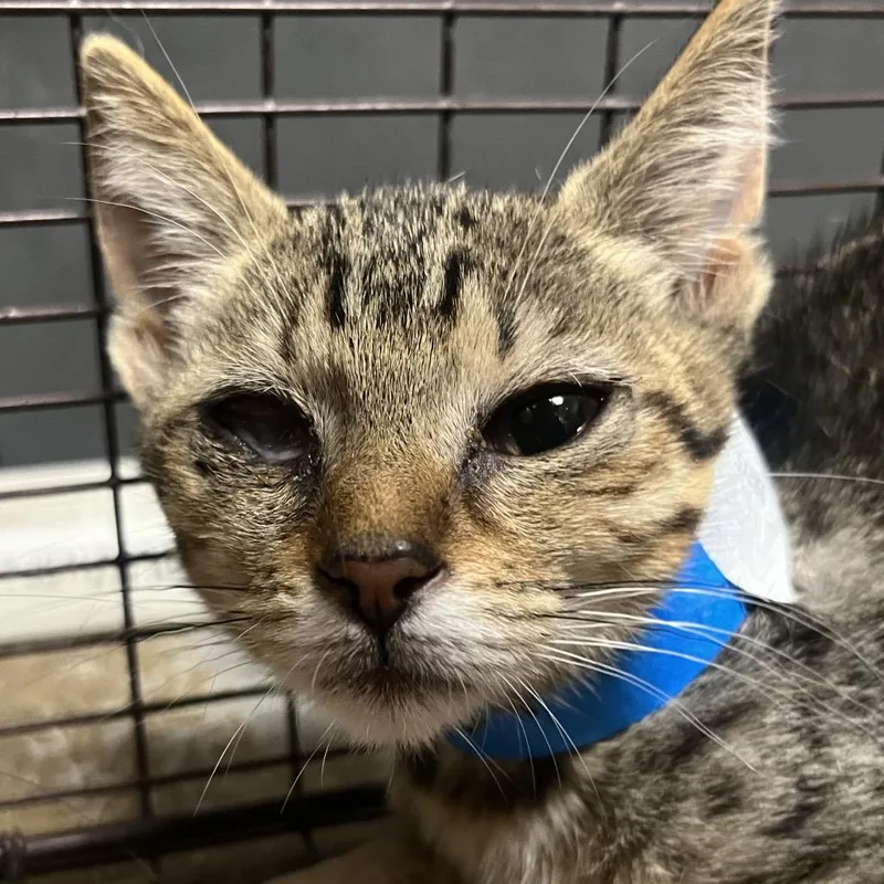 A baby small-sized female Domestic Short Hair cat named Poe for adoption in Yuma, AZ