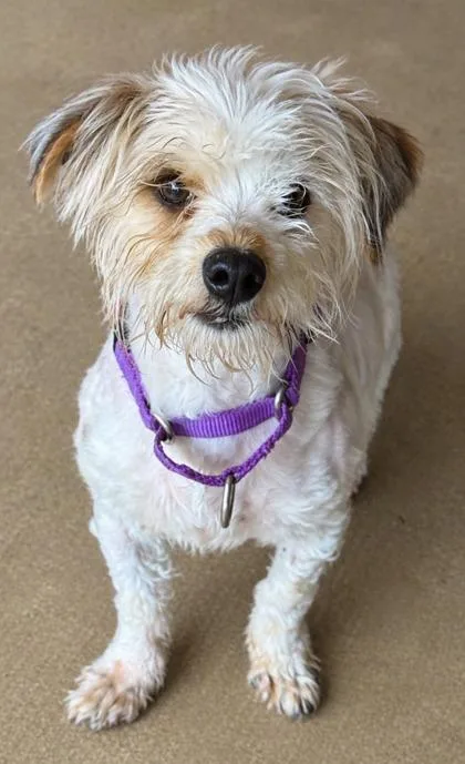 An adult small-sized male Terrier dog named Vesuvious for adoption in San Antonio, TX