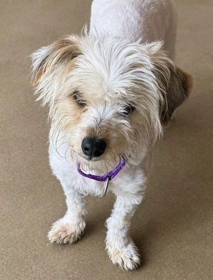 Vesuvious thumbnail 2