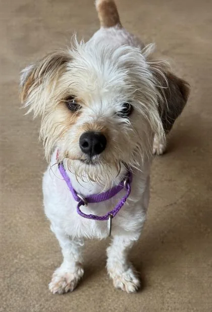 Vesuvious thumbnail 3