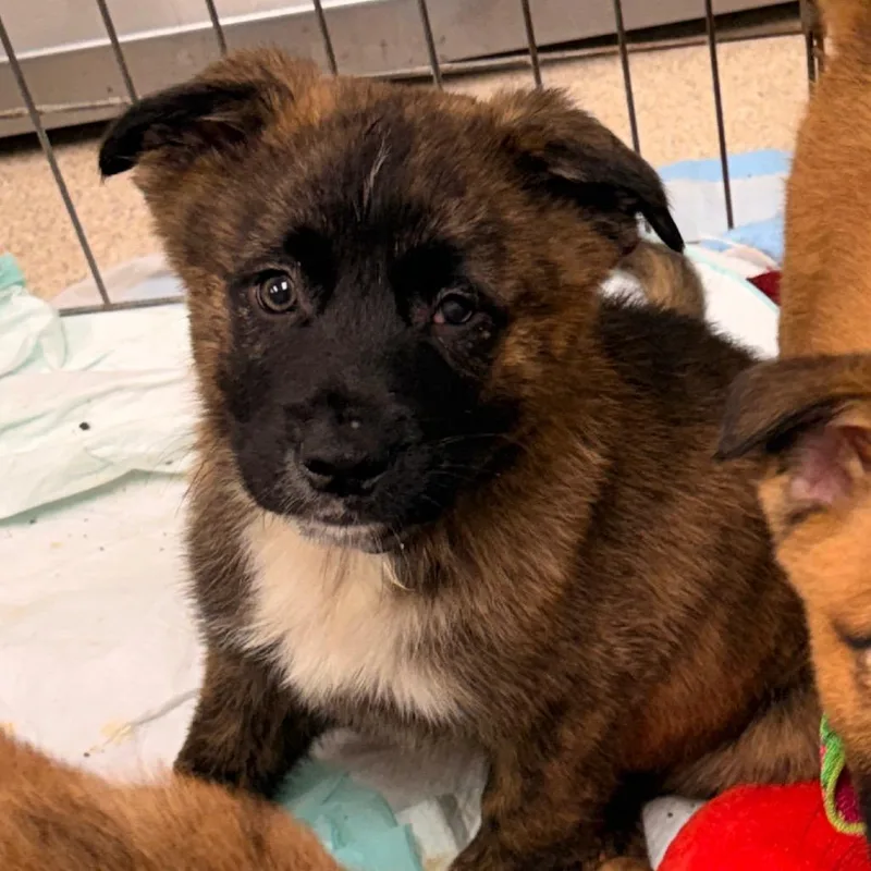 A baby small-sized male Brown / Chocolate Shepherd dog named Ruffles for adoption in Pasadena , MD