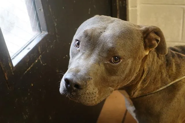 An adult large-sized male Mixed Breed dog named Plankton for adoption in Columbia, SC