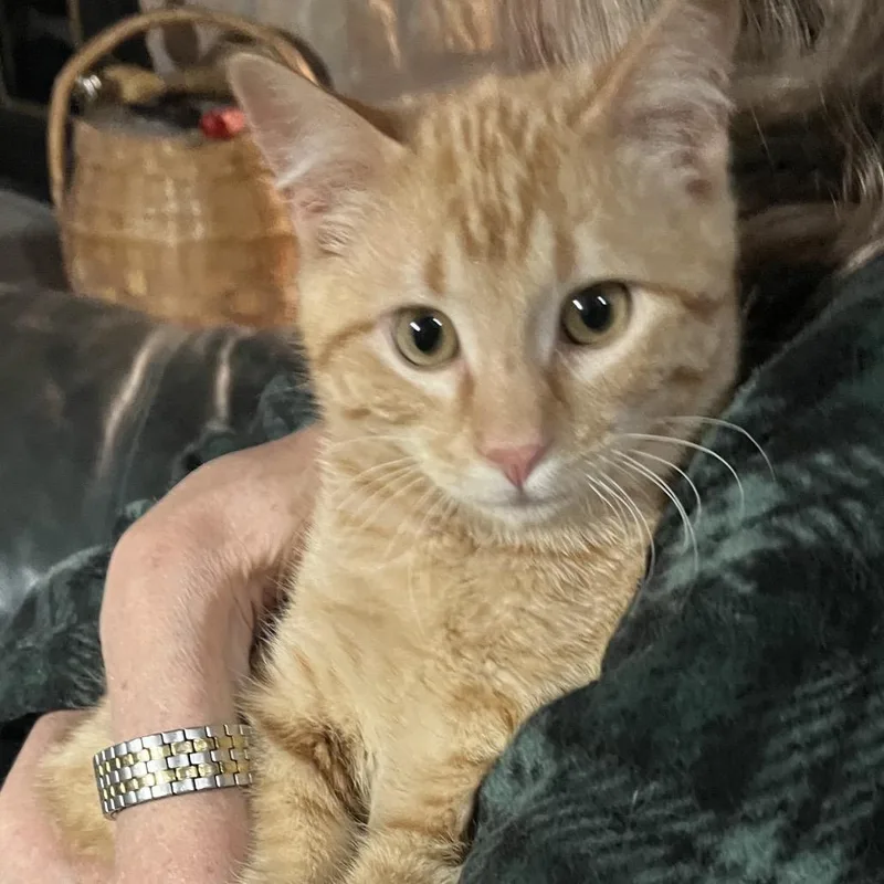 A young small-sized male Orange / Red Domestic Short Hair cat named Tango for adoption in Overland Park, KS