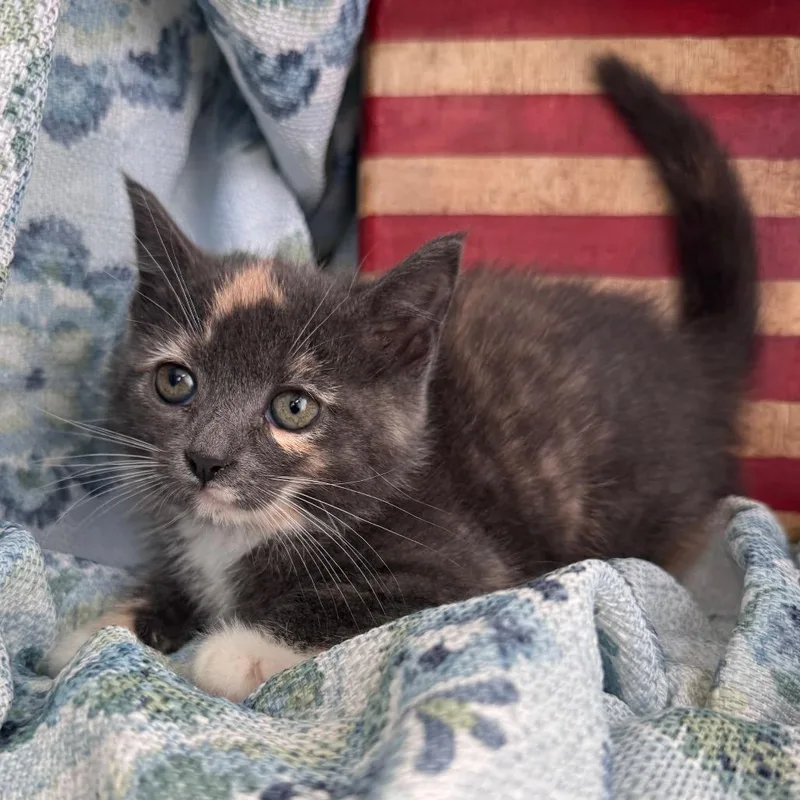 A baby small-sized female Tortoiseshell Domestic Short Hair cat named Zircon Ridge for adoption in Eaton Rapids, MI