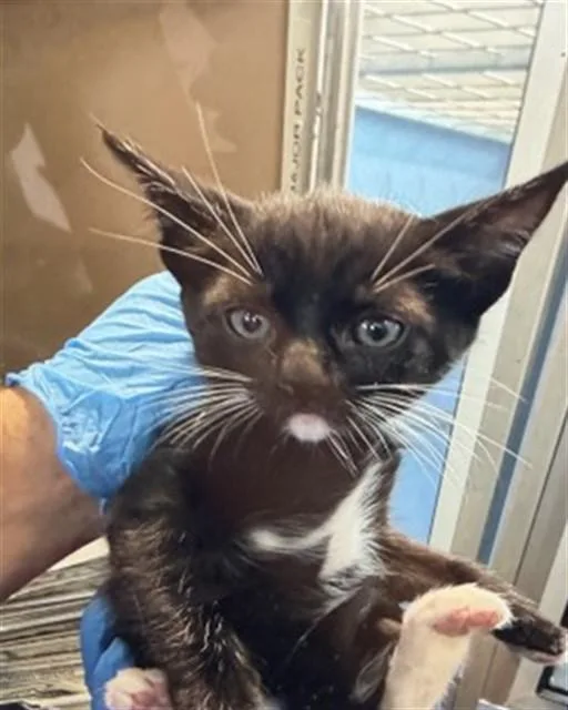 A baby small-sized female Domestic Short Hair cat named Janice for adoption in San Bernardino, CA