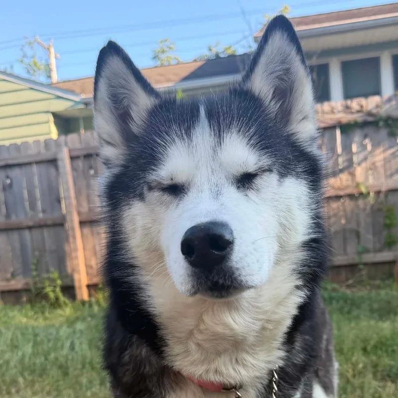 An adult large-sized female Black Siberian Husky dog named Violet for adoption in DeKalb, IL