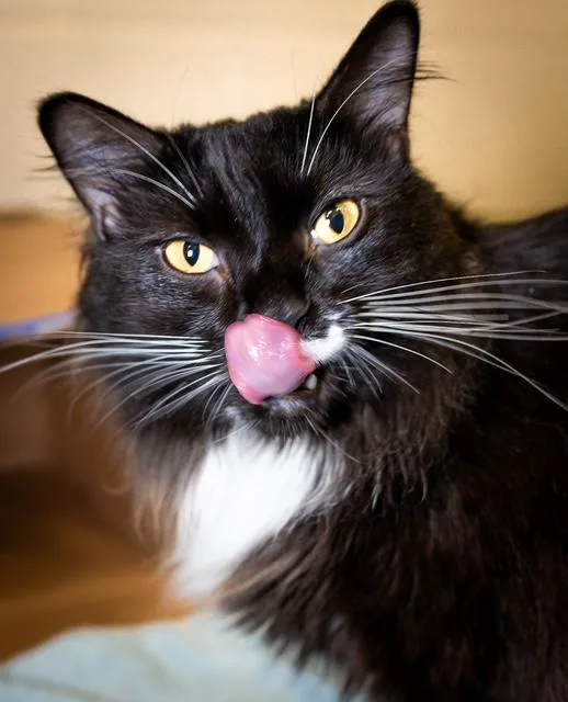 A young medium-sized female Domestic Long Hair cat named Adelaide for adoption in Boston, MA