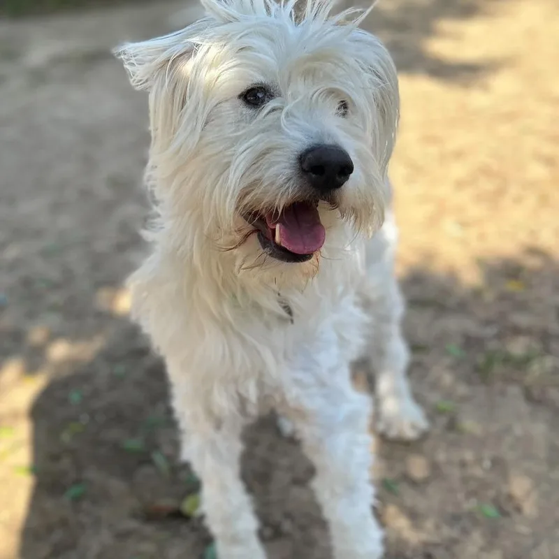 An adult medium-sized female White / Cream Terrier dog named String Cheese for adoption in Riverside, CA