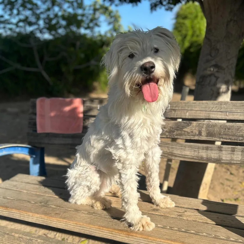 String Cheese thumbnail 4