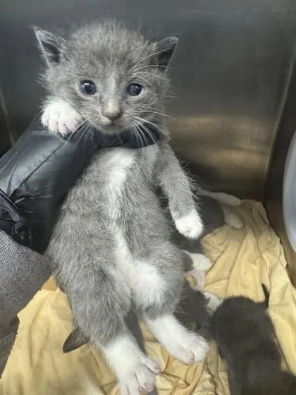 A baby small-sized female Domestic Short Hair cat named Barrel Jeans for adoption in West Chester, PA