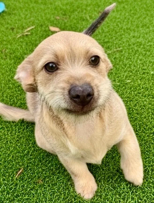 Kit Kat  Short thumbnail 2