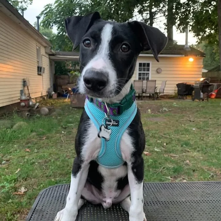 A baby medium-sized male Mixed Breed dog named Ranger Adventure Buddy for adoption in Lake Forest, IL