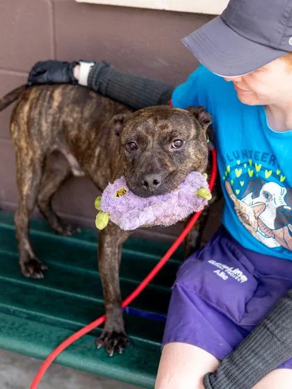 An adult large-sized male Mixed Breed dog named Ozzie for adoption in Chamblee, GA
