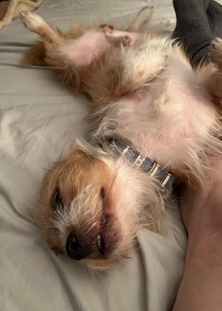 A young small-sized male Terrier dog named Pumpkin Pie for adoption in Leander, TX