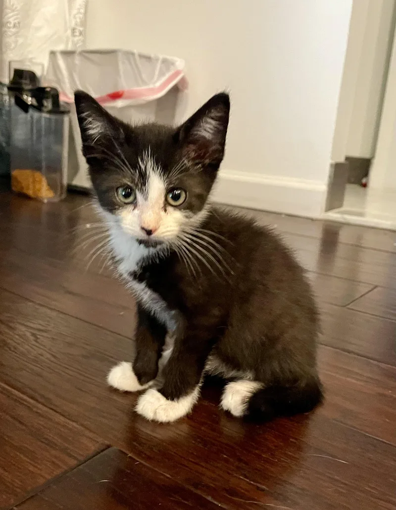 A baby medium-sized male Black & White / Tuxedo Domestic Short Hair cat named Rainier for adoption in Haddon Heights, NJ