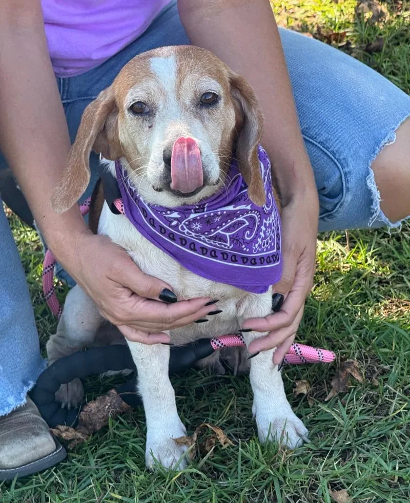 An adult small-sized female Beagle dog named Molly Girl for adoption in St. Augustine, FL