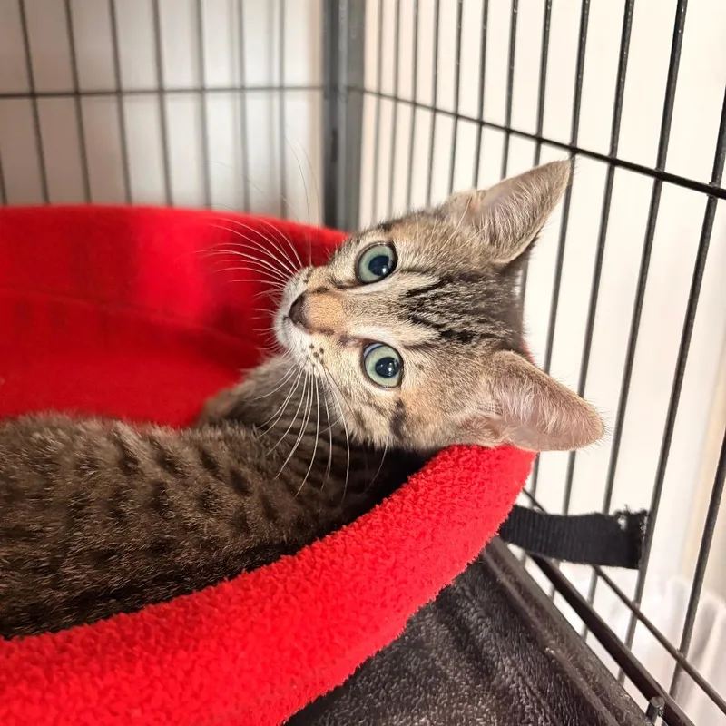 A baby small-sized male Brown / Chocolate Domestic Short Hair cat named Stitch for adoption in Bradenton, FL