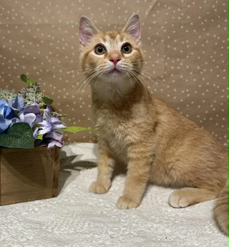 A baby small-sized male Domestic Short Hair cat named Sean for adoption in Groveland, MA